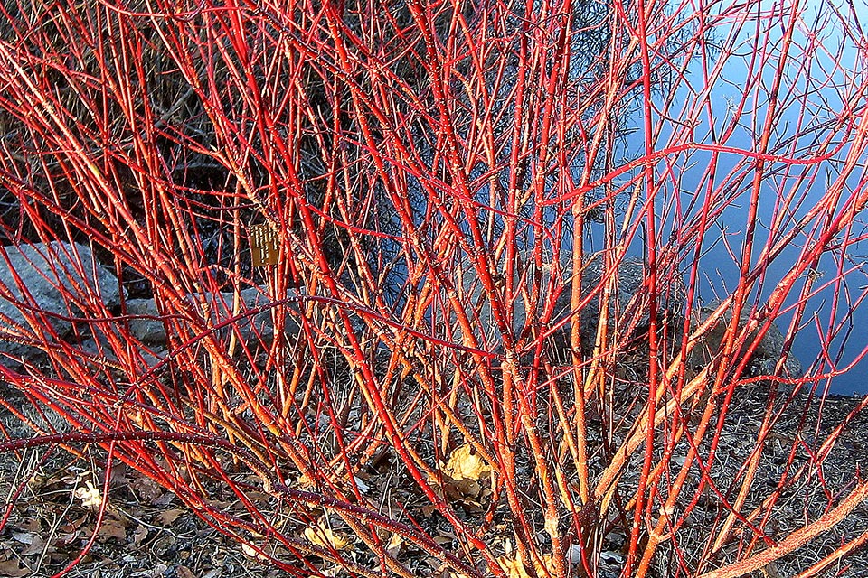 زغال اخته ی ساقه قرمز یا بید قرمز